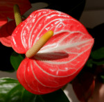 Anthurium Livium Orange (отцвел)