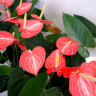 Anthurium Livium Orange (отцвел)