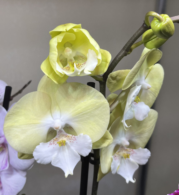 Орхидея Phalaenopsis Big Lip  