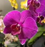 Орхидея Phalaenopsis Nemesis (отцвел)
