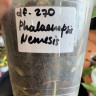 Орхидея Phalaenopsis Nemesis (отцвел, РЕАНИМАШКА)