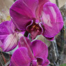Орхидея Phalaenopsis Nemesis 