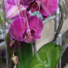 Орхидея Phalaenopsis Nemesis 