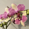 Орхидея Phalaenopsis Palermo, midi (отцвел)