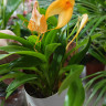 Орхидея Masdevallia 