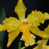 Орхидея Odontoglossum Geyser Gold (отцвёл)