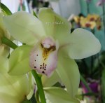 Орхидея Cymbidium