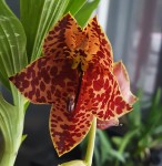 Орхидея Cycnodes Orange Coffee (еще не цвёл) 