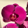 Орхидея Phalaenopsis Joyride (отцвёл)