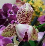 Орхидея Phalaenopsis Yolo   