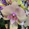 Орхидея Phalaenopsis, Big Lip   