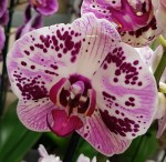 Орхидея Phalaenopsis  Euphorion 