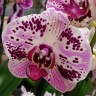 Орхидея Phalaenopsis  Euphorion 