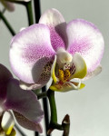 Орхидея Phalaenopsis, multiflora (отцвел)