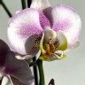 Орхидея Phalaenopsis, multiflora (отцвел)