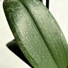 Орхидея Phalaenopsis, multiflora (отцвел)