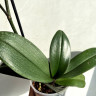 Орхидея Phalaenopsis, multiflora (отцвел)
