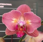 Орхидея Phal. Chialin Rainbow peloric 2 eyes (еще не цвел)      