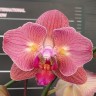 Орхидея Phal. Chialin Rainbow peloric 2 eyes (еще не цвел)      