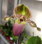 Орхидея Paphiopedilum Pinocchio (еще не цвел)