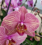 Орхидея Phalaenopsis  Jupiter (отцвел, РЕАНИМАШКА) 