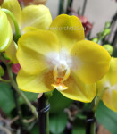 Орхидея Phalaenopsis Arezzo, midi (отцвел, РЕАНИМАШКА)