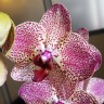 Орхидея Phalaenopsis Kleo's Beauty 