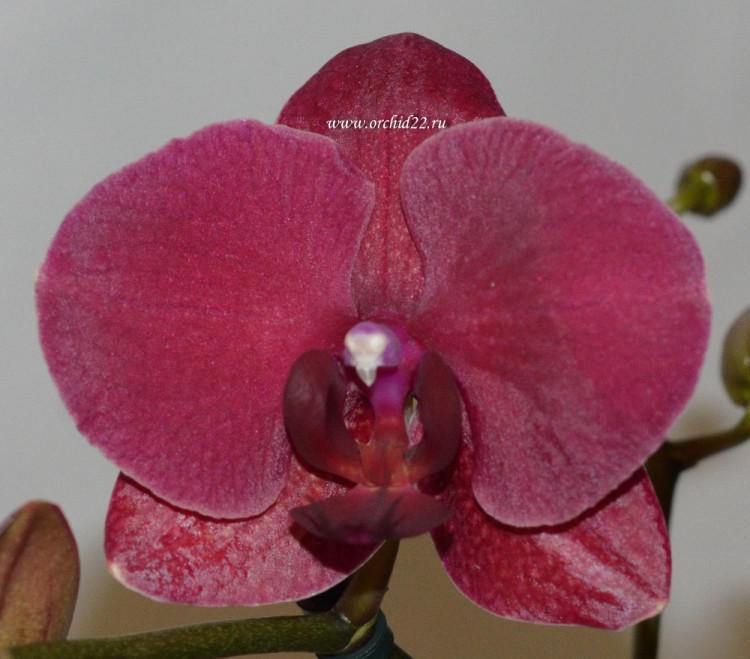 Орхидея Phalaenopsis Montreux (цветет, РЕАНИМАШКА)