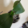 Орхидея Phalaenopsis Montreux (отцвел, УЦЕНКА*)