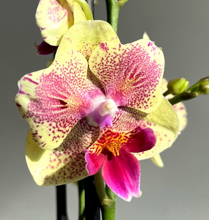 Орхидея Phalaenopsis Big Lip midi, peloric  