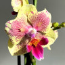 Орхидея Phalaenopsis Big Lip midi, peloric  