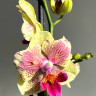 Орхидея Phalaenopsis Big Lip midi, peloric  