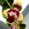 Орхидея Phalaenopsis Big Lip midi, peloric  