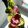 Орхидея Phalaenopsis Big Lip midi, peloric  