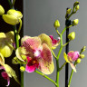 Орхидея Phalaenopsis Big Lip midi, peloric  
