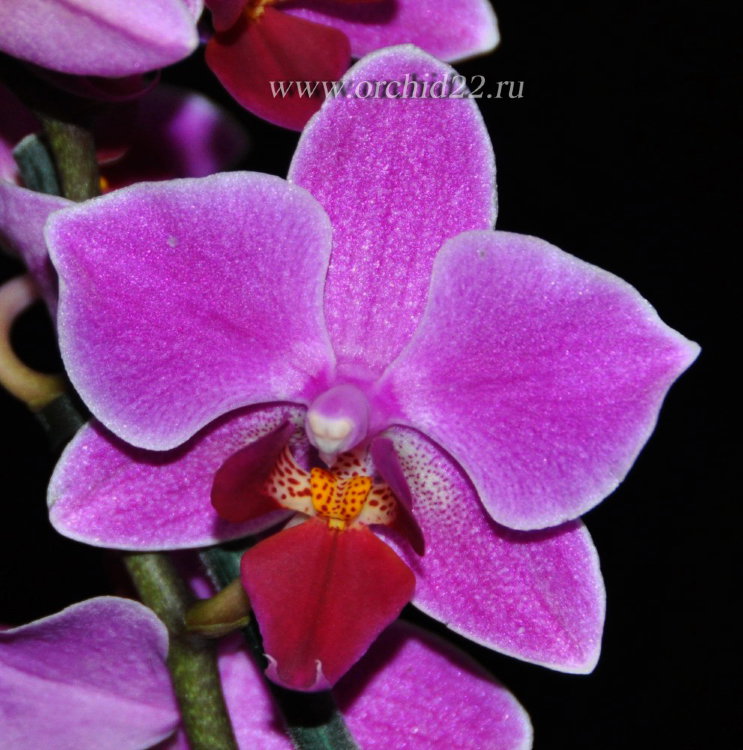 Орхидея Phalaenopsis Mukalla, multiflora 