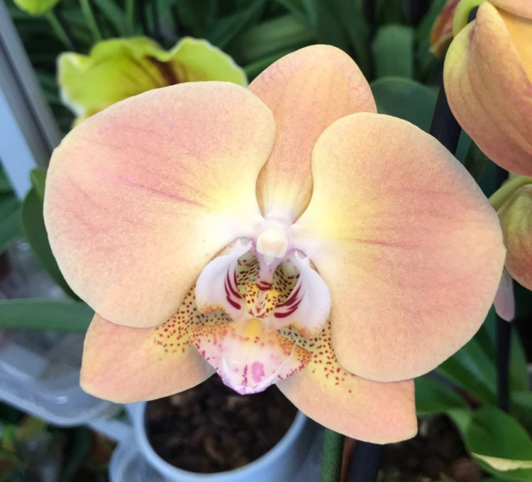 Орхидея Phalaenopsis Pumpkion 