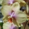 Орхидея Phalaenopsis Malmo (отцвёл)