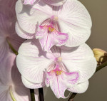 Орхидея Phalaenopsis Manta Ambon, Big Lip (отцвел, РЕАНИМАШКА)