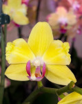 Орхидея Phalaenopsis peloric (отцвёл)