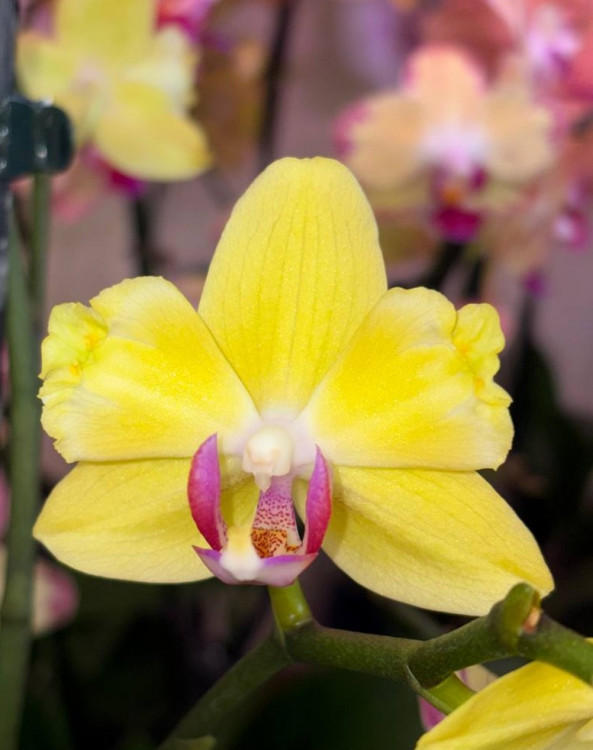 Орхидея Phalaenopsis peloric (отцвёл)