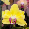 Орхидея Phalaenopsis peloric (отцвёл)