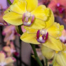 Орхидея Phalaenopsis peloric (отцвёл)