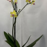 Орхидея Phalaenopsis peloric (отцвёл)
