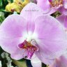 Орхидея Phalaenopsis Tession (отцвёл)