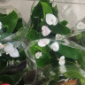 Anthurium Princess Alexia Violet