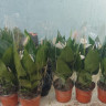 Anthurium Princess Alexia Violet