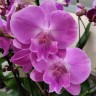 Орхидея Phalaenopsis Big Lip (отцвел)    
