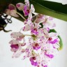 Орхидея Rhynchostylis gigantea White pink spots (отцвёл)
