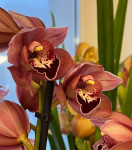 Орхидея Cymbidium